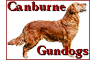 Canburne Gundogs